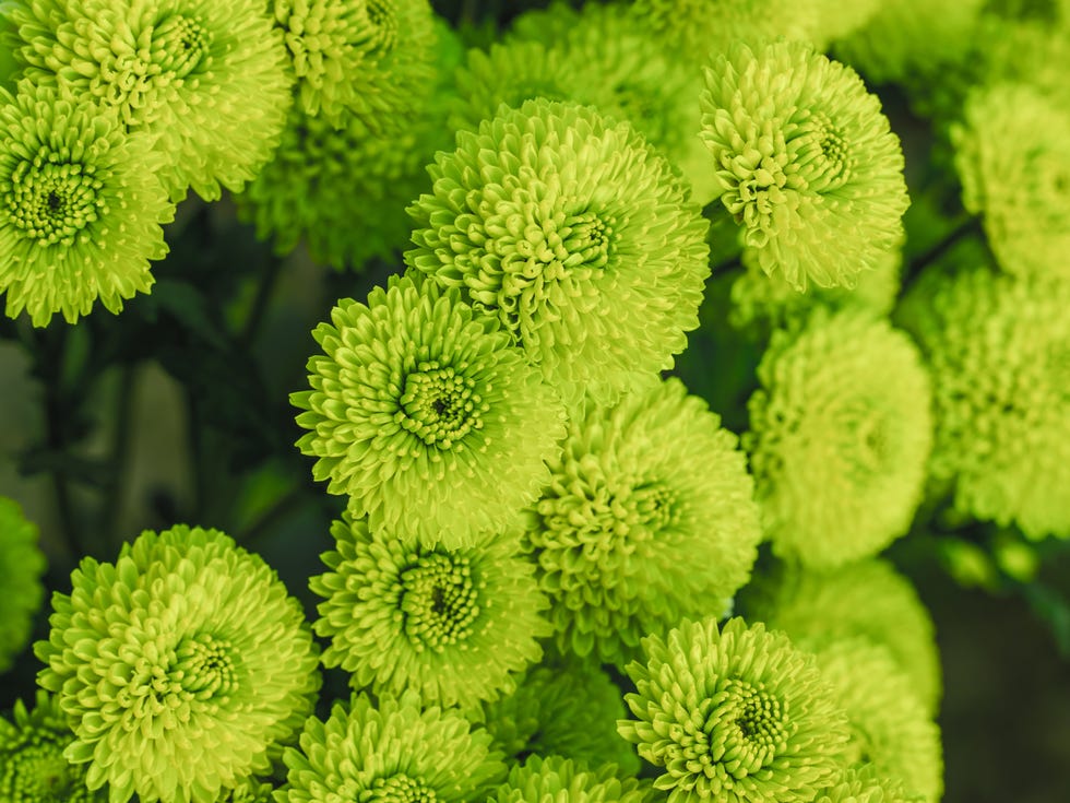 Green chrysanthemums close up