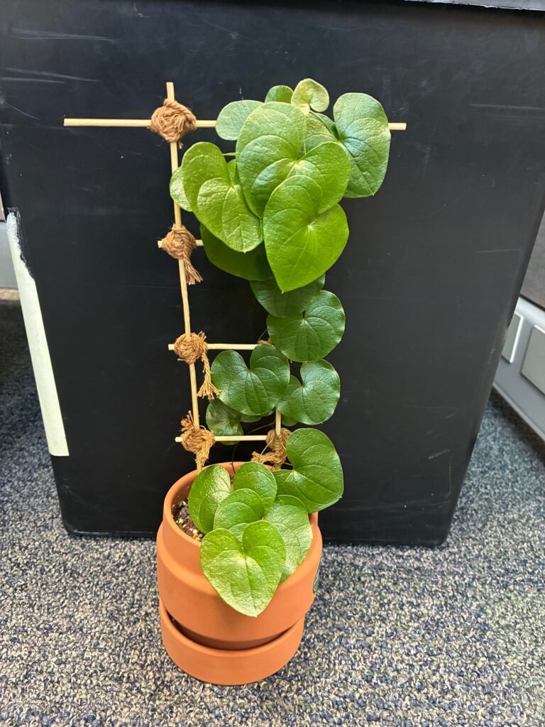 My lil office elephantipes