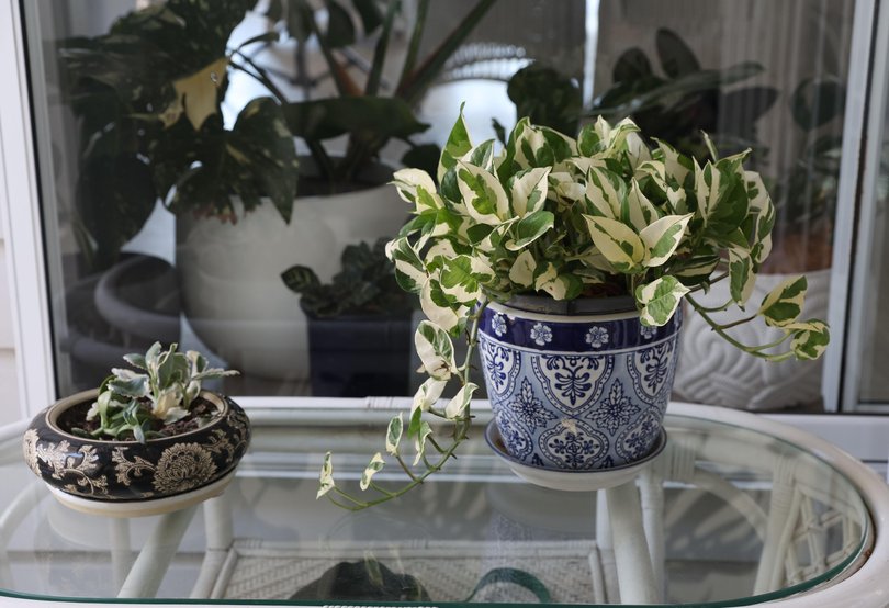 Glynis Dimopoulos’ garden in Coogee.