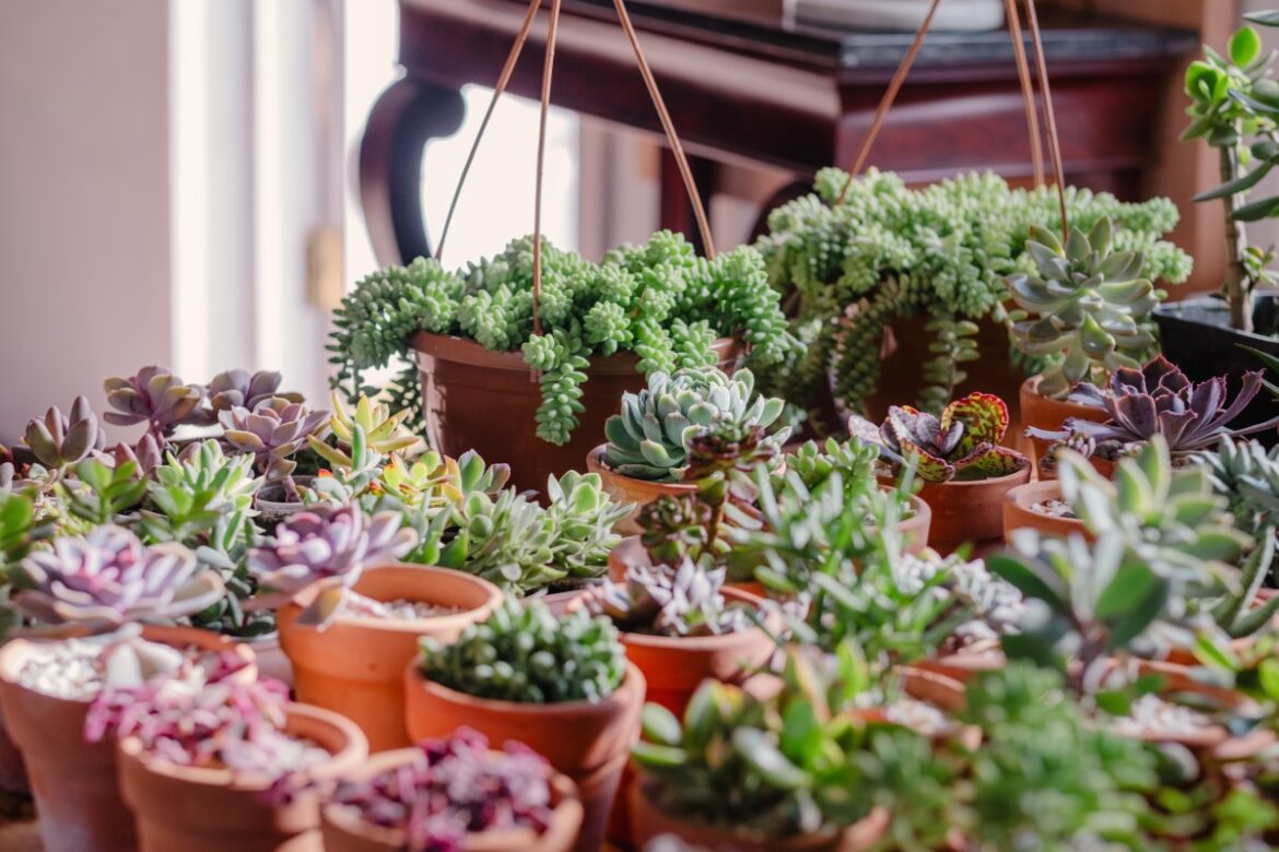 Create a Stunning Mini Succulent Garden With This Simple DIY Trick Dengarden