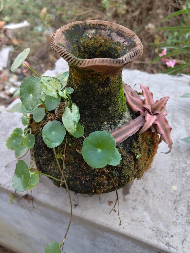 Terracotta planter