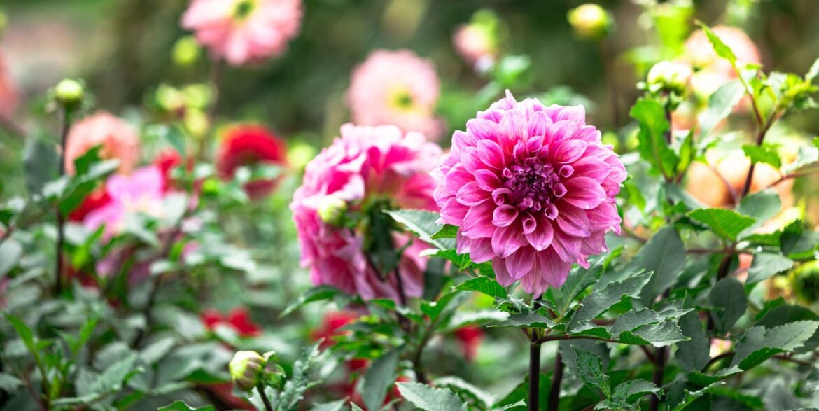 5 Plants To Sow Outdoors Before The End Of March 5 Plants To Sow Outdoors Before The End Of March