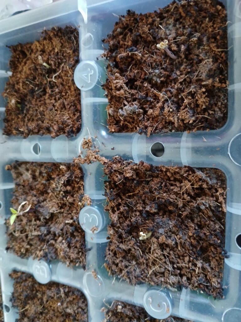 Starting pepper issue Starting pepper issue