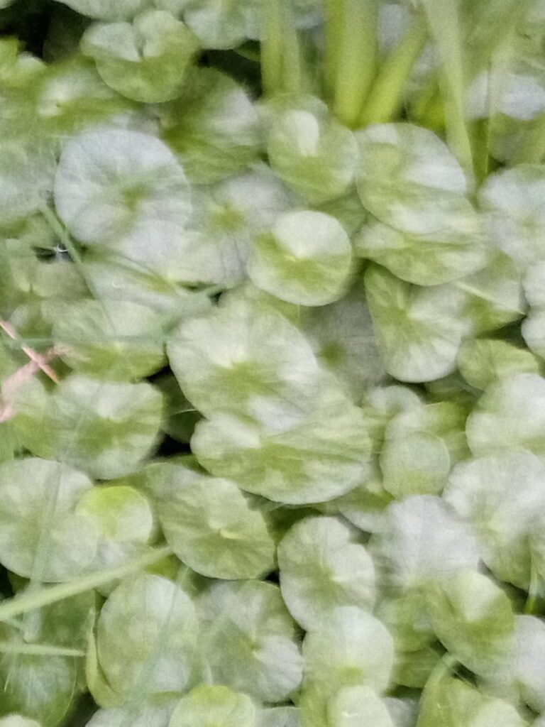 In the last year this plant has taken over the corner of the (UK)garden.any idea what it is before I attempt to deal with it