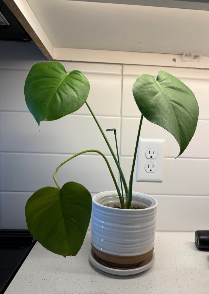 why does my monstera not get bigger?