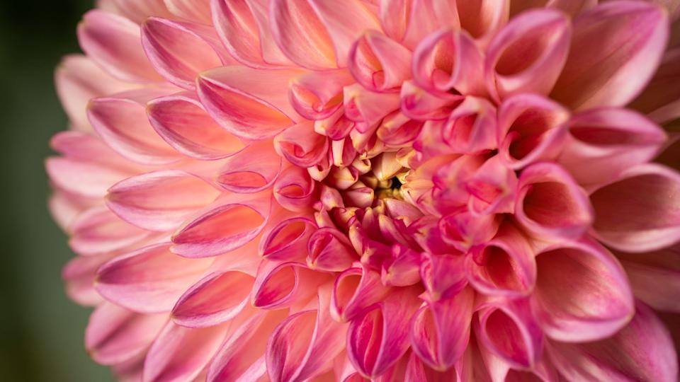 DahliaJeff Faughender&sol;Courier Journal &sol; USA TODAY NETWORK &sol; Imagn&period;com