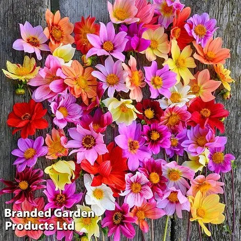 8 plants people regret putting in their gardens