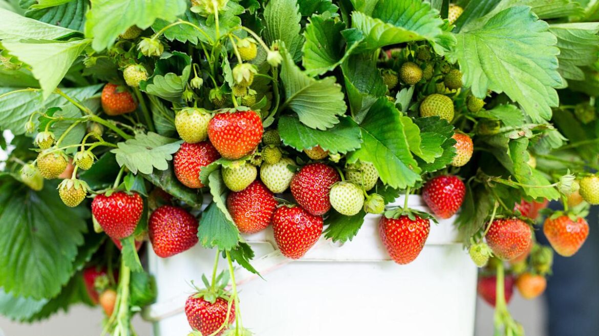 Backyard Gardeners Are Loving This DIY Dollar Tree Strawberry Planter Backyard Gardeners Are Loving This DIY Dollar Tree Strawberry Planter