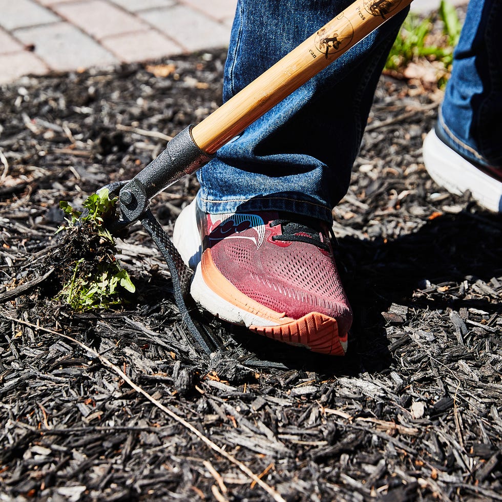 Gardener using a weeding tool on mulch.