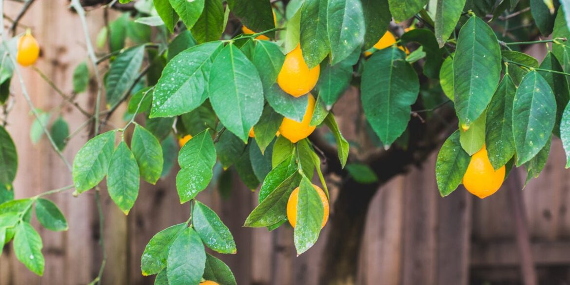 3 Meyer Lemon Tree Questions Answered by a Plant Expert