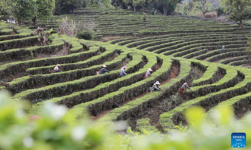 Farmers pick tea leaves at a tea garden in Hani and Yi Autonomous County of Ning'er, Pu'er City, southwest China's Yunnan Province, March 12, 2026. Photo: Xinhua