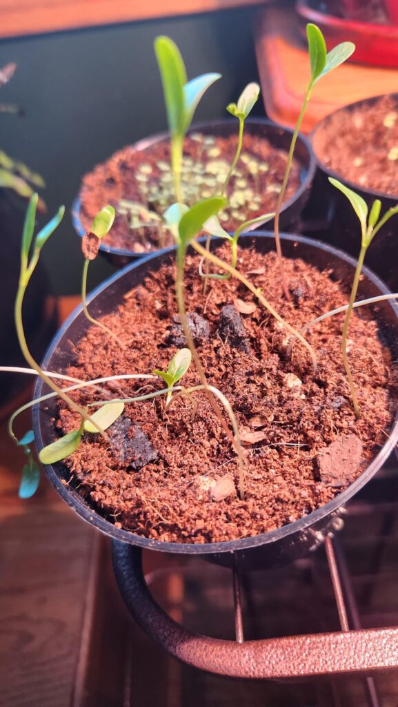 Common Milkweed Seedlings Saveable? Common Milkweed Seedlings Saveable?