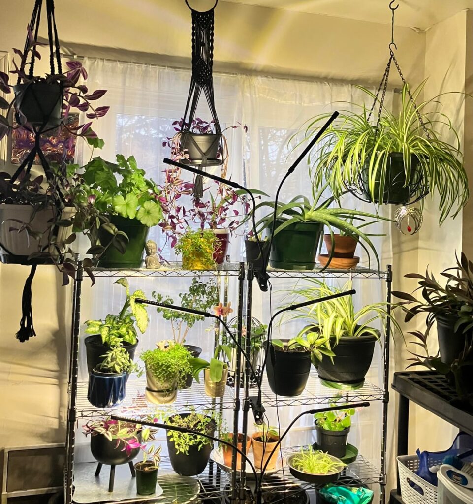 Just appreciating the vibes my plants bring and the people here who get it.