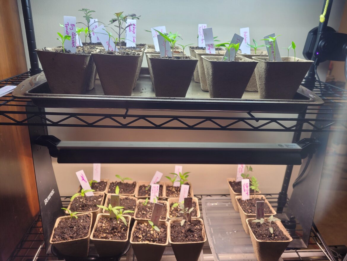 3 weeks since planting. How do they look?