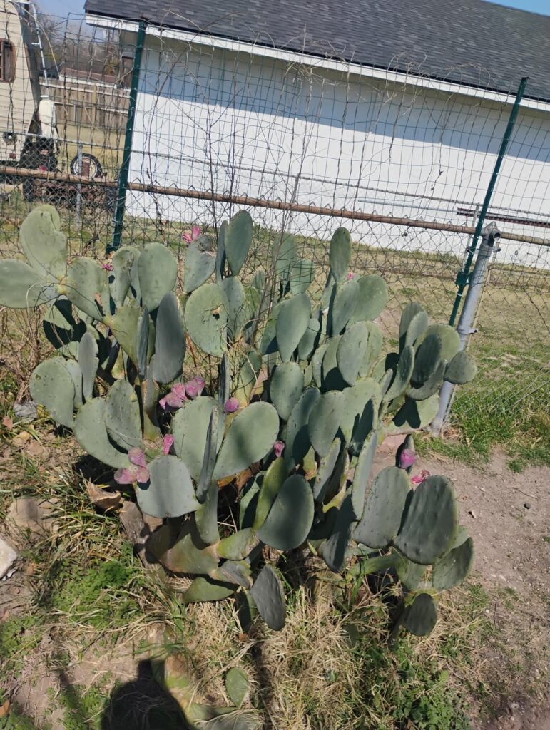 Some Opuntia!