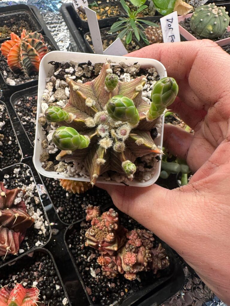 So many buds!