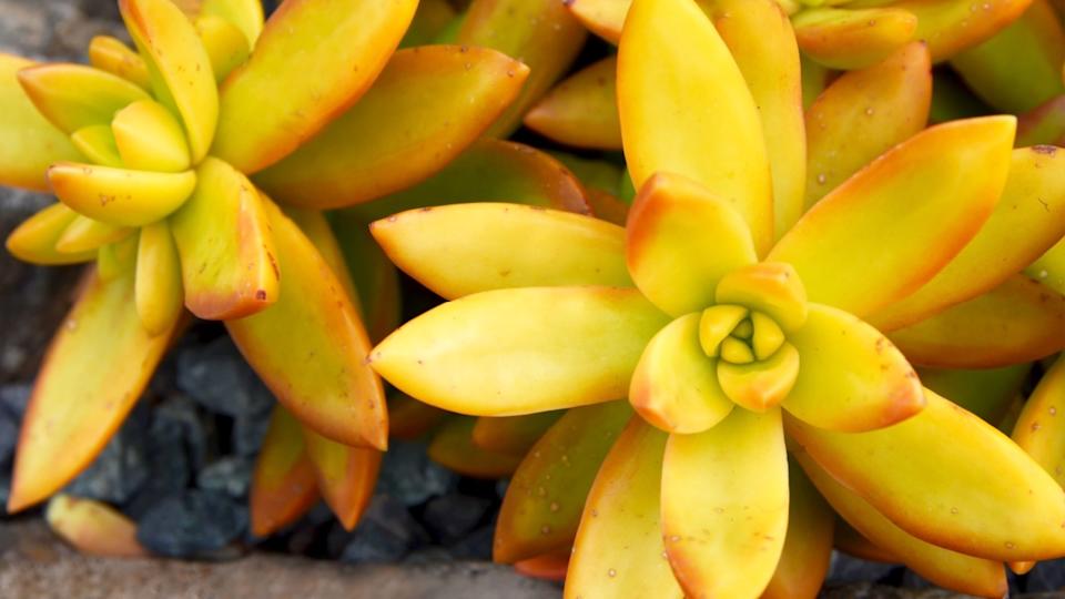 Sedum nussbaumerianum or Coppertone Stonecrop succulent plants in tropical garden of Tenerife, Canary Islands,Spain.Selective focus.