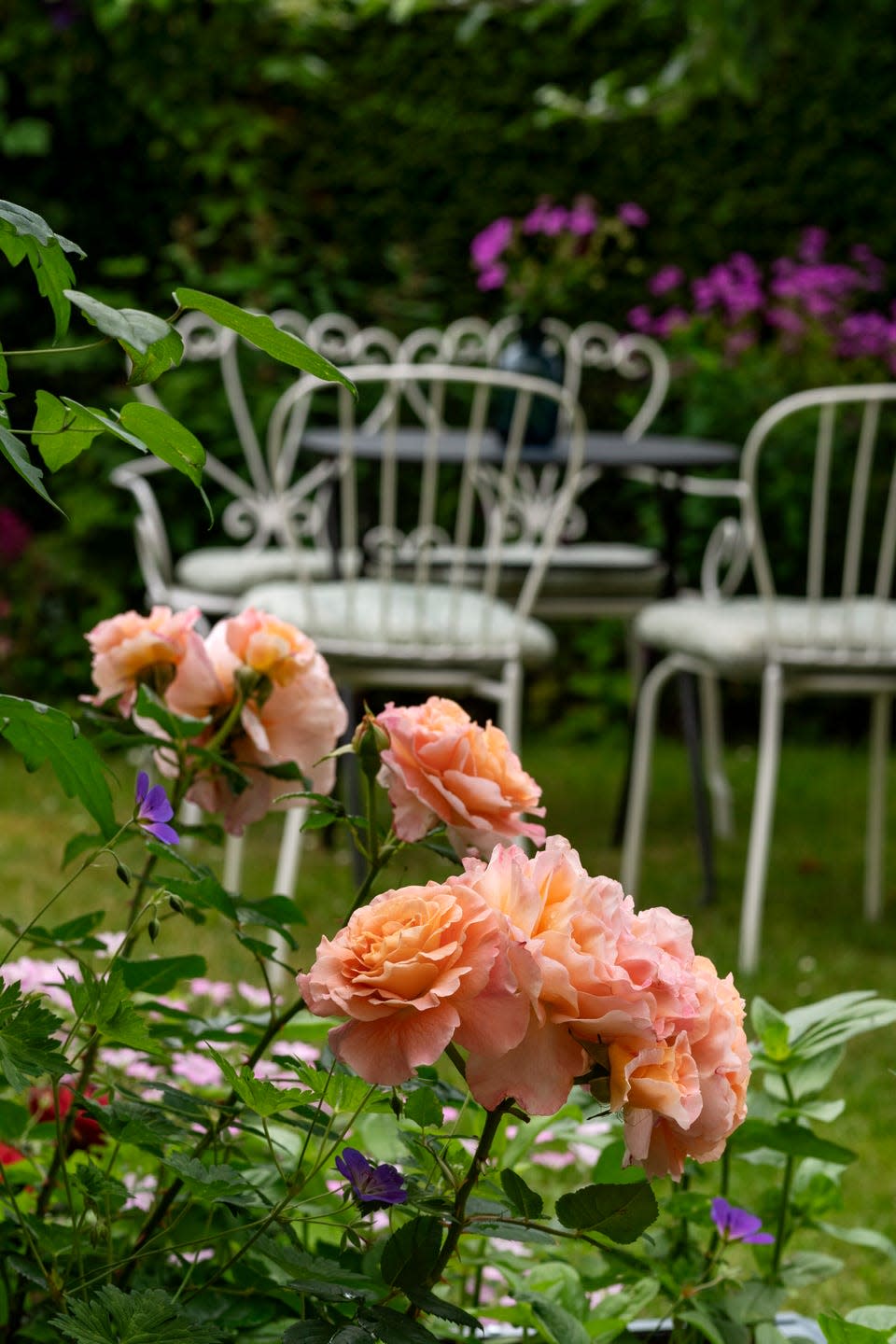 growth of fresh pink roses in park
