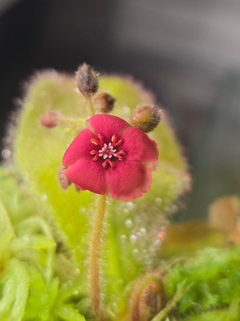 D. schizandra flower