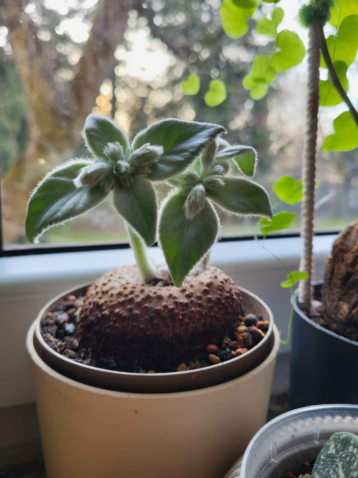 Sinningia leucotricha enjoys the spring sun!