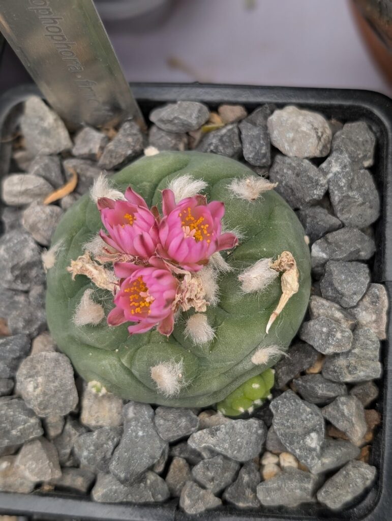 Triple Flower