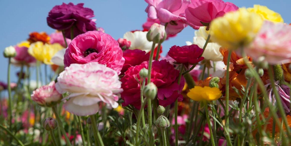 RHS Chelsea Flower Show 2026 Will Feature Its First-Ever Mini Flower Farm