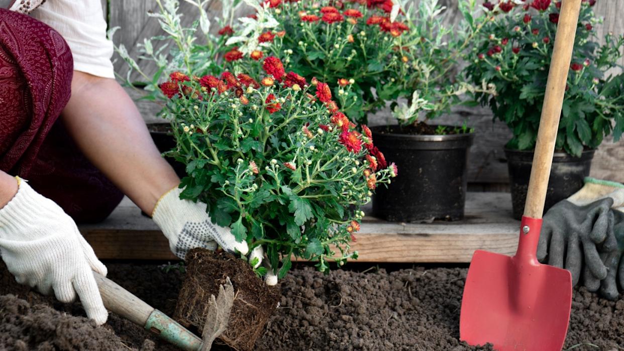 Woman wearing protective garden gloves planting flowers in the garden in spring or summer outdoors. Horticulture and gardening