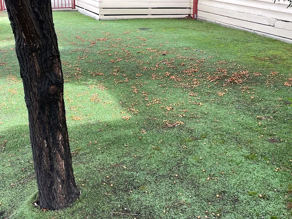 A synthetic lawn with a tree growing out of it in the Victorian suburb of Seddon.