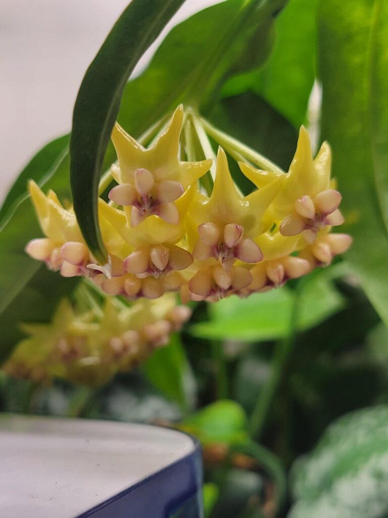 Hoya Platycaulis in Bloom - Swipe to see them grow from buds to flowers