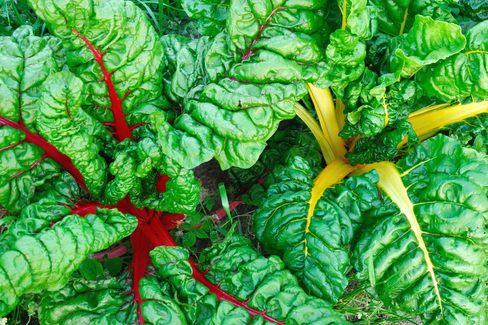 underrated veggie swiss chard