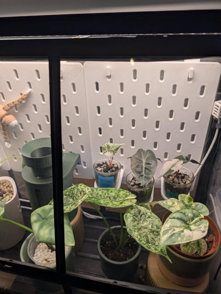 Tell me you have Alocasia anxiety without telling me... (My ESP32 "Overkill" Terrarium)
