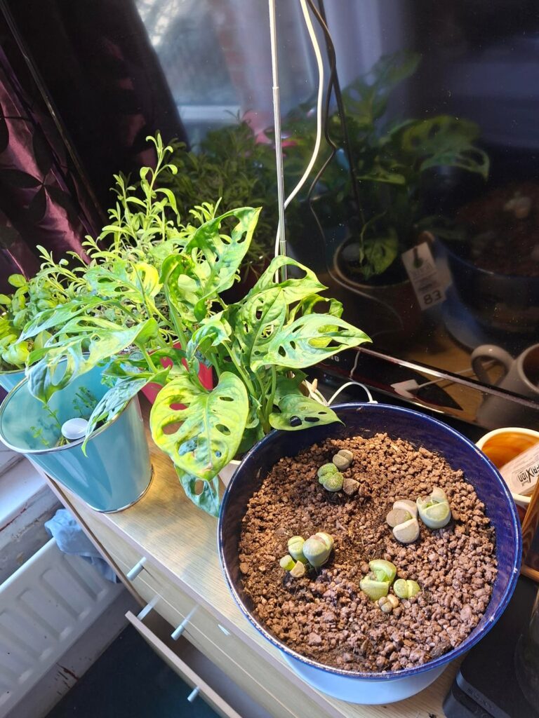 I just got my first Lithops!