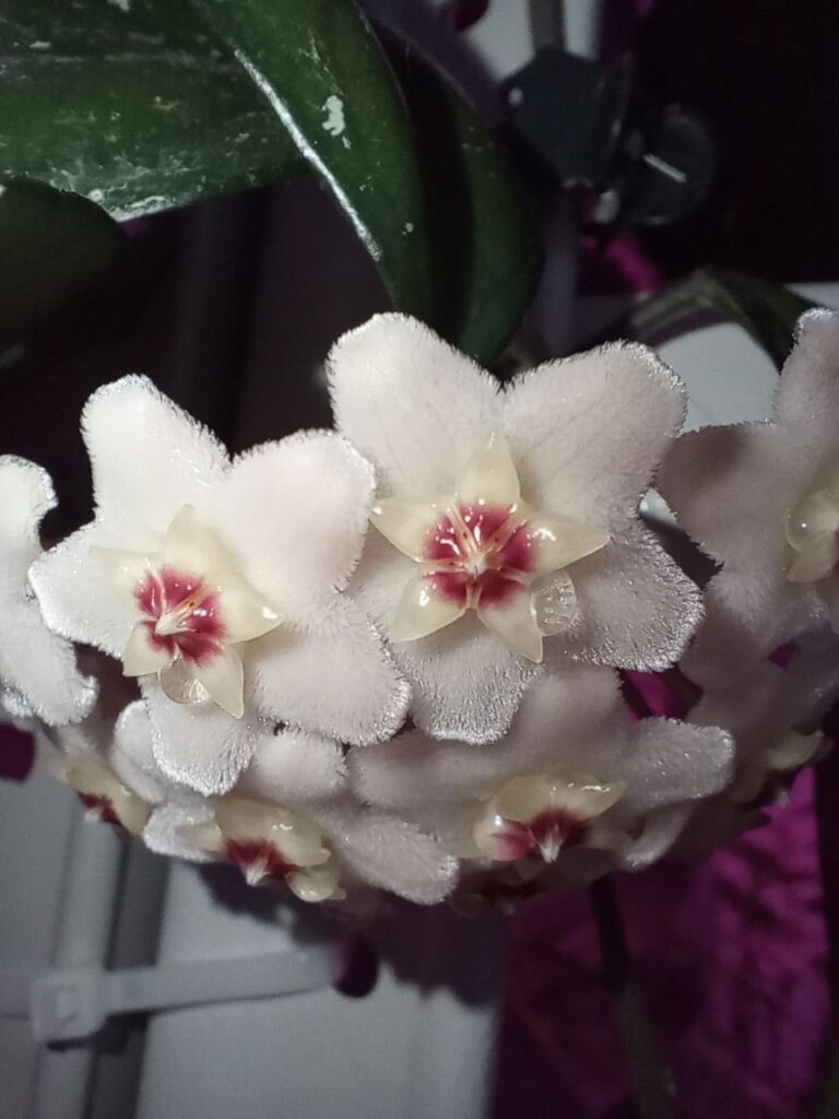 Blooming: carnosa, lacunosa, bella