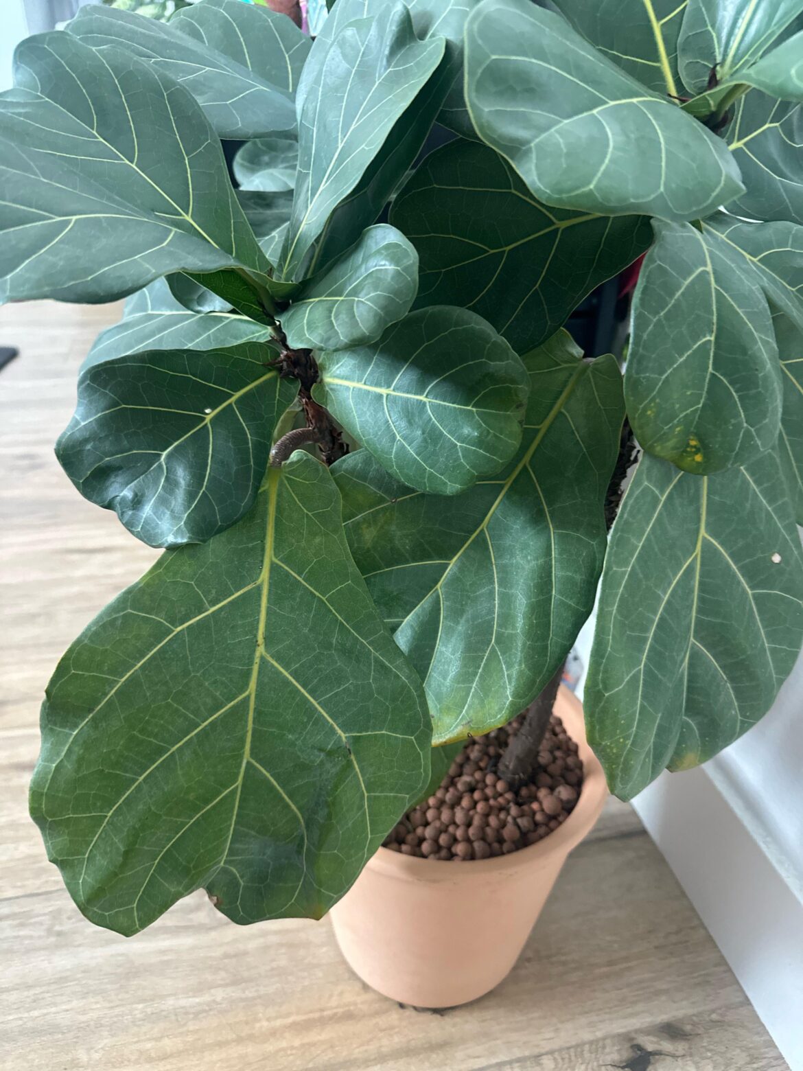 Fiddle fig tree