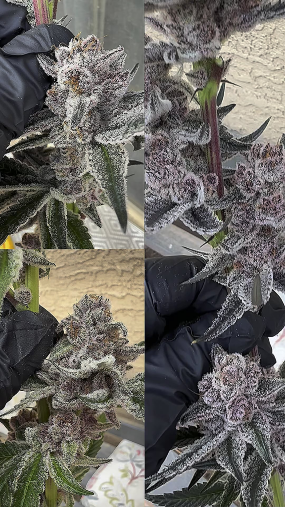 Frozen Cherrycana ❄️🍒❄️