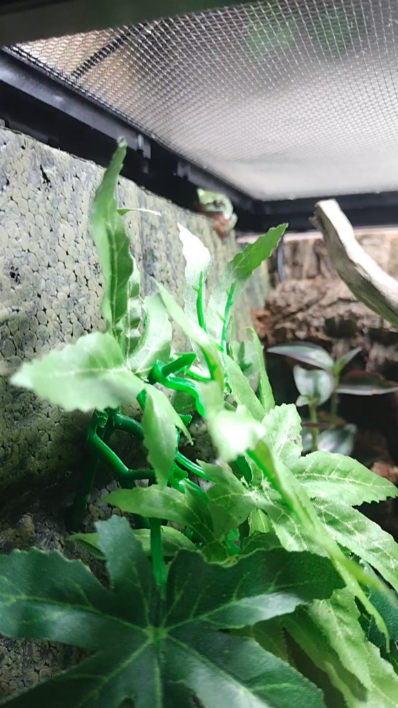 Frog time!