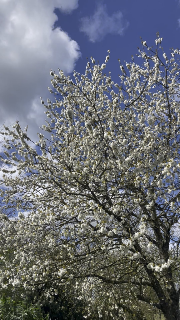 Full of flowers cherry tree