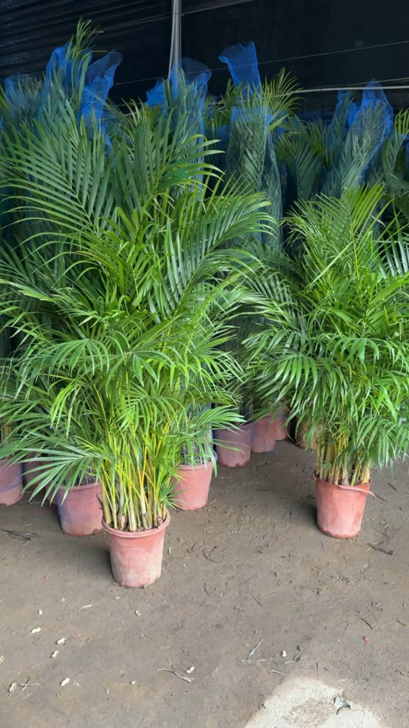 Packing Areca Palms for shipment