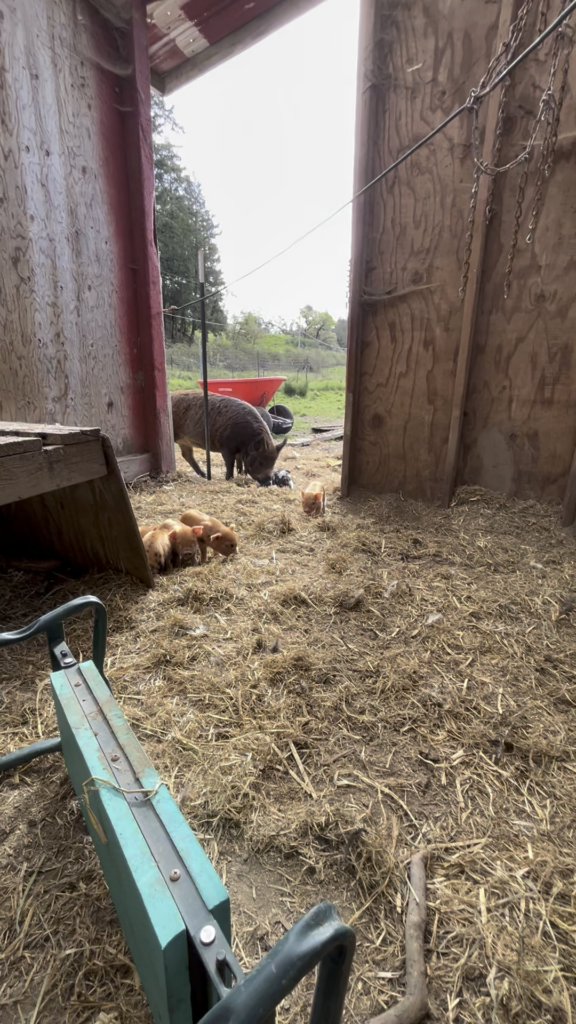 Watch Pinto, the Kunekune play with something 100 times his size.