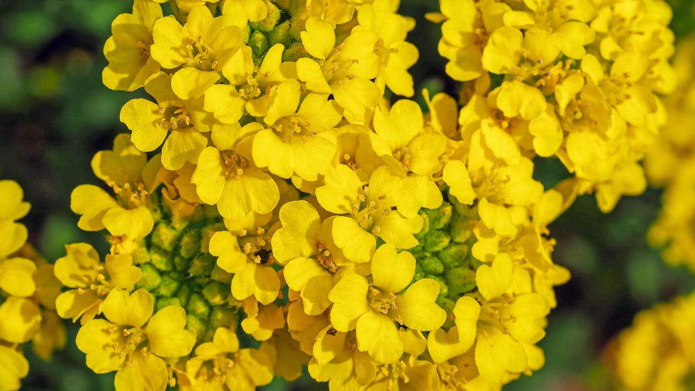 Close-up of yellow flowering plant,Yorkshire,United Kingdom,UK