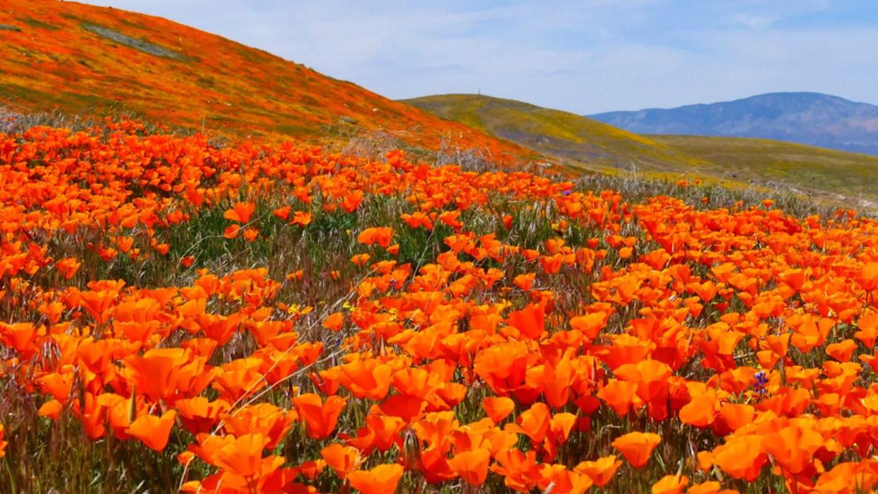California poppies blooming wild covered hill in Antelope Valley California poppy reserve, Lancaster, California, USA