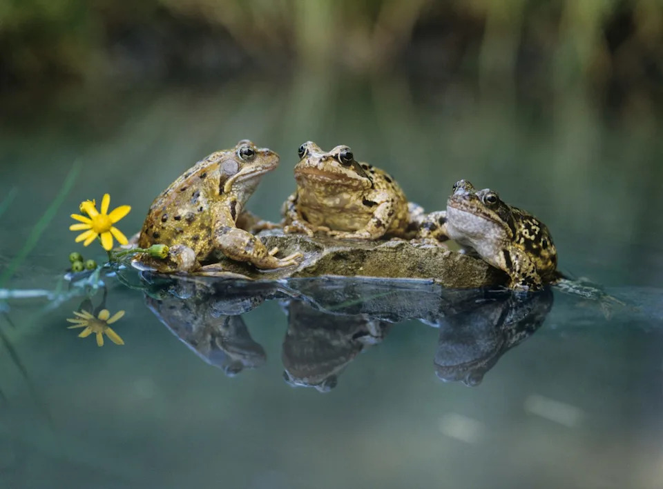 frogs resting on a rock near water with a flower