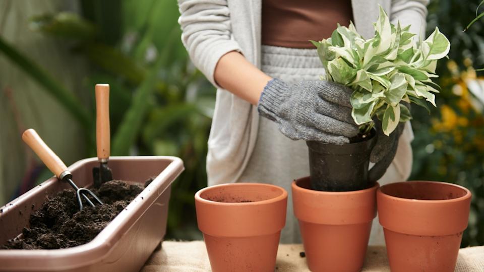Woman wearing textile gloves when repotting plants in backyard