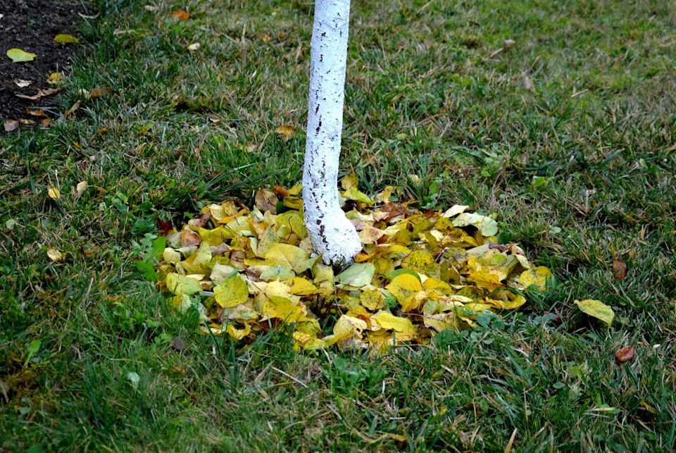 regular raking of leaves in autumn is necessary for the narrow-crowned tree of ornamental cherries by the hedge in the garden with brick concrete tall wall tin roof