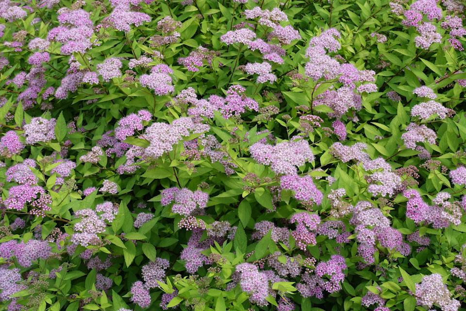 A lot of light pink flowers of Japanese spiraea in mid June