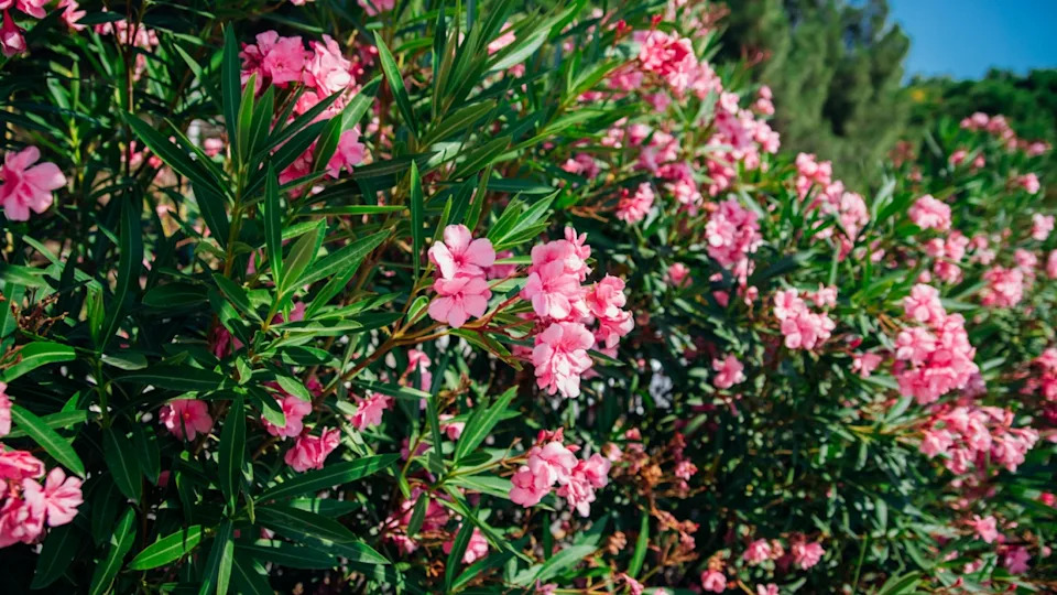Delicate flowers of pink oleander, Nerium oleander, bloomed in summer. Shrub, small tree, garden plant. Natural beautiful background.