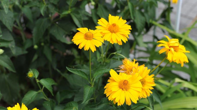Yellow ​​calendula flowers in bloom
