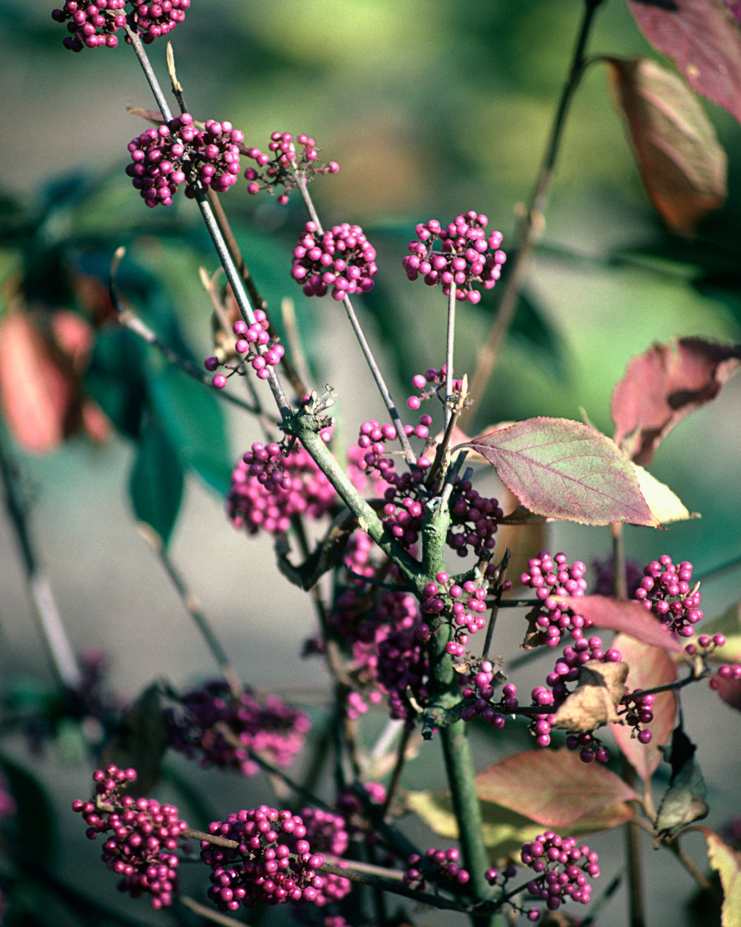 Callicarpa bodinieri var giraldii 'Profusion' (Bodinier's beautyberry), stems with clusters of purpl