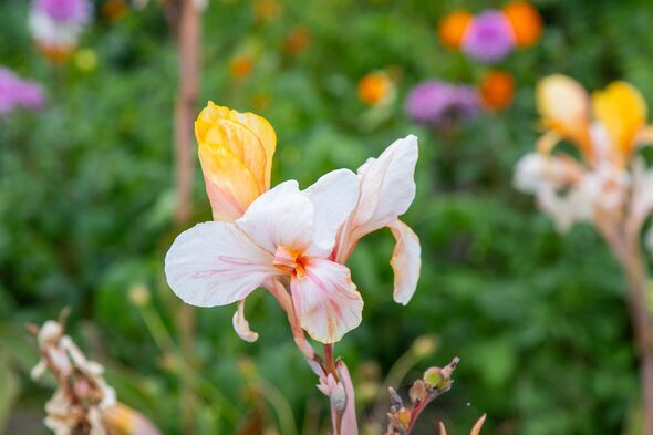 Canna Yellow light pink. Cannas white flower bud Summer flowers closeup