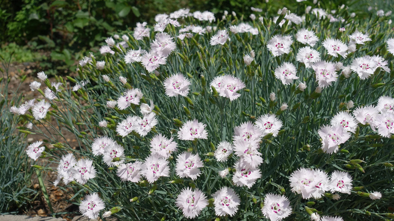 Closeup of a bush of white carnations